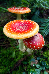 fly agaric mushroom in forest