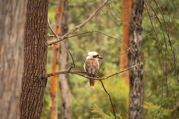 Kookaburra in the bush