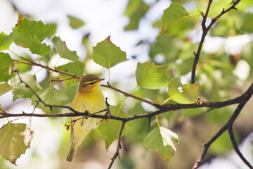 Fototapeta premium bird on a branch