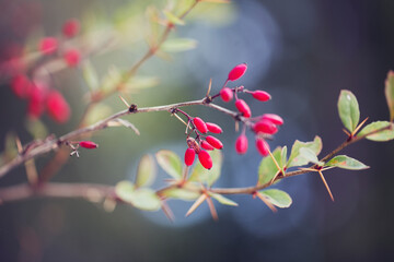 red berries with pastel background
