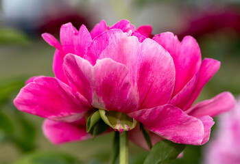 close up of pink flower