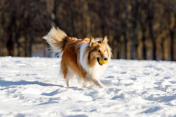 Red dog playing with toy ball on the snow.