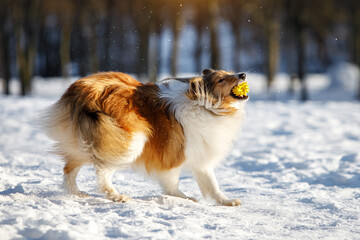 Red dog playing with toy ball on the snow.