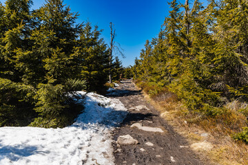Fototapeta na wymiar Long mountain trail full of old high trees around