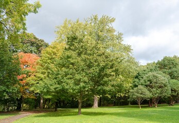 trees in the park