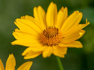 close up of yellow flower