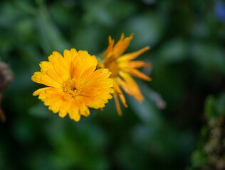 yellow flower in the garden