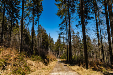 Long mountain trail full of old high trees around