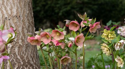 Mixed colour hellebores flowers, growing under a tree at Myddleton House Gardens, Enfield in north...