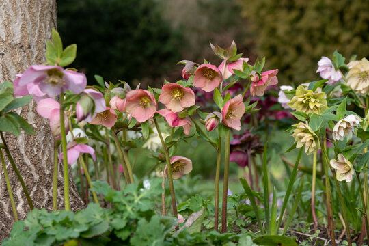 Mixed colour hellebores flowers, growing under a tree at Myddleton House Gardens, Enfield in north London. Photographed on a cold, sunny February day.