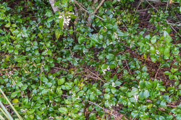 David's milkberry a.k.a. West Indian snowberry (Chiococca alba) - Dunedin, Florida, USA