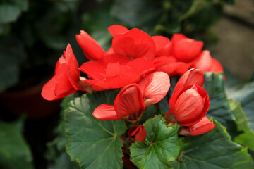 Colorful begonia Mix in the garden
