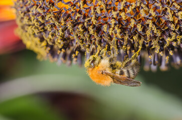 Bumblebee  pollinates a colourful flower.