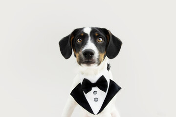 Portrait puppy dog wearing a tuxedo. Isolated on gray background
