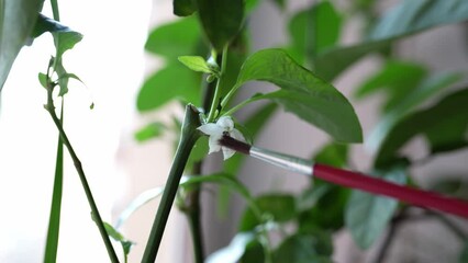 Pollination of pepper plant in artificial way