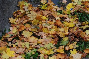 autumn leaves background