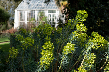 Fototapeta na wymiar In the background, Victorian greenhouse in a garden in Enfield, north London, UK. In the foreground, perennial Euphorbia flowers reflect the February sun.