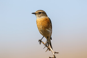 African Stonechat, South Africa