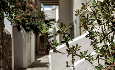 Fototapeta na wymiar mediterranean greek street view, plants, sunny day