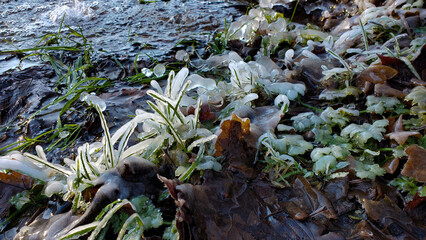 green grass near the lake covered with ice