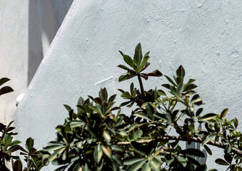 Schefflera outdoor plant on white cement wall background