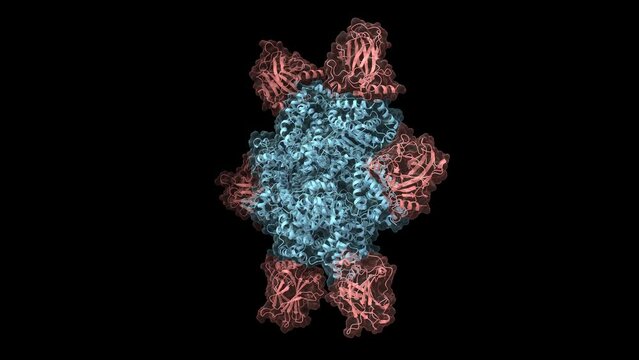 Structure of the oncoprotein SV40 large T antigen hexamer (blue) and p53 tumor suppressor (pink) complex. Animated 3D cartoon and Gaussian surface models, PDB 2h1l, black background