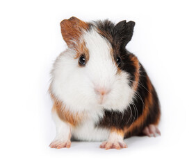 Little cute guinea pig baby isolated on white background