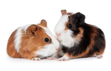 Two lovely guinea pig babies isolated on white background