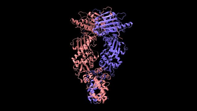 Full-length human mitochondrial Hsp90 (TRAP1) homodimer. Animated 3D cartoon and Gaussian surface models, chain id color scheme, PDB 7kck, black background