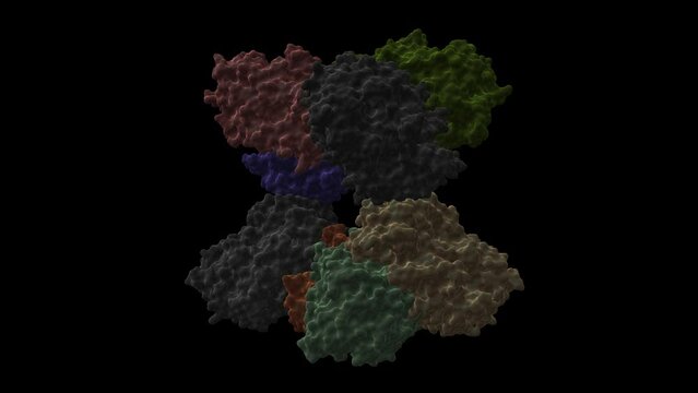 Structure of Saccharomyces cerevisiae invertase octamer. Animated 3D cartoon and Gaussian surface models, chain id color scheme, PDB 4eqv, black background