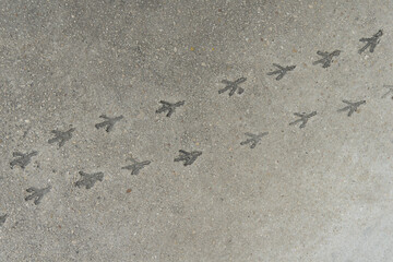 Birds footprints on hardened cement. Path of bird tracks on a concrete slab.