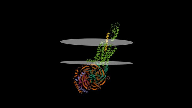 Human secretin (light green) receptor (light brown) Gs complex with a putative membrane shown. Animated 3D cartoon model, chain entity color scheme, PDB 6wi9, black background