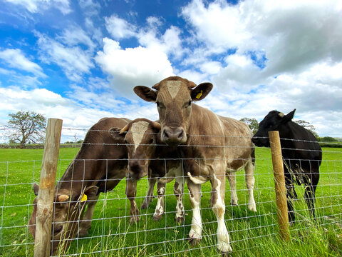 Four young bulls, in a large field, looking over the fence in, Hetton, Skipton, UK