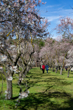 Park Quinta de los Molinos in Madrid in full bloom of spring almond and cherry trees with white and pink flowers, in Spain. Europe. Vertical photography. Spring. Spring Time 2023.