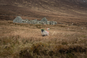 A sheep at the ruins of Deserted Village at Slievemore, Achill Island Ireland. This village...