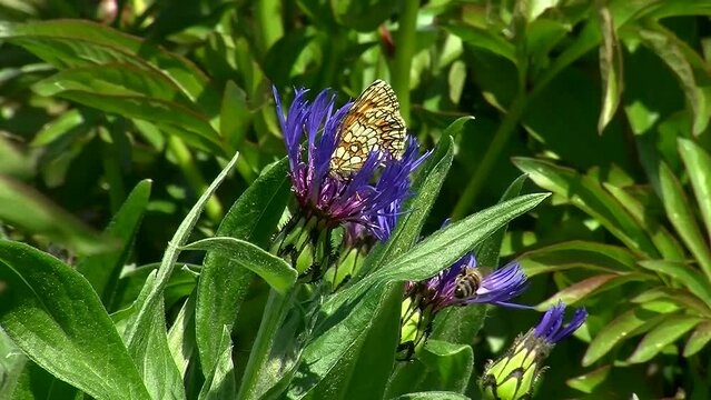 Ein Scheckenfalter und eine Biene holen Nektar aus der Kornblume