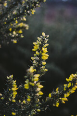 Plant yellow