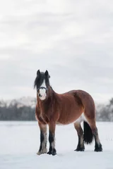 Fototapeten hübsches  braunes Welsh Mountain Pony mit blesse im Schnee  © Ines Hasenau