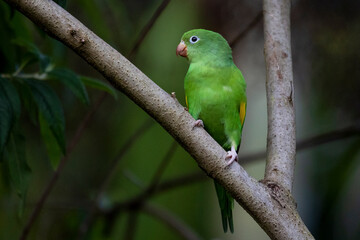 A Plain Parakeet perched on branch. Species Brotogeris tyrica. It is a typical parakeet of the Brazilian Atlantic forest. Birdwatching. Birding. Parrot