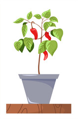 Vegetables grown in containers. Home gardening. Pepper grows in a pot on the windowsill. Urban economy concept. House plant care.