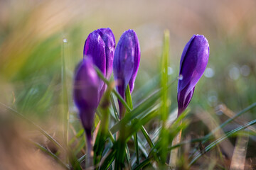niebieskie krokusy wiosenne kwiaty na zielonej łące