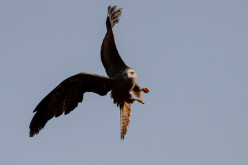 Black kite in flight in Madrid - Spain