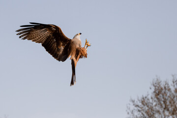 Black kite in flight in Madrid - Spain