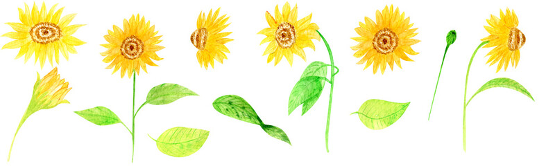 Summer watercolor set clipart of sunflowers hand drawn