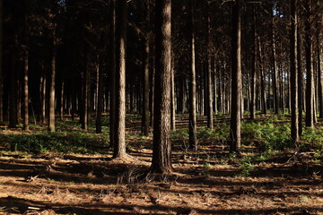 Pine tree forest in New Zealand