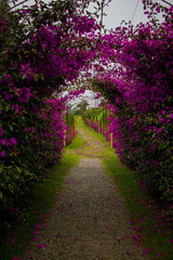 Fototapeta na wymiar beautiful long arch of purple flowers creating a narrow path and a fabulous mood, in a unique place of Salento, in the exotic tropical country Colombia