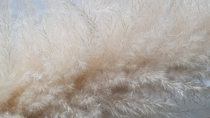 Pampas grass on white surface.