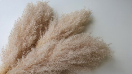Dry and fluffy pampas grass on white surface. Beautiful nature trend decor.