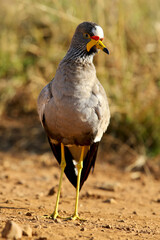 African Wattled Lapwing, Kruger National Park