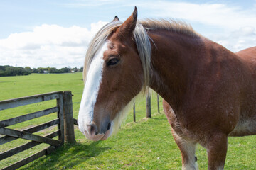 Obraz premium Close up of domestic horse with green field on background.
